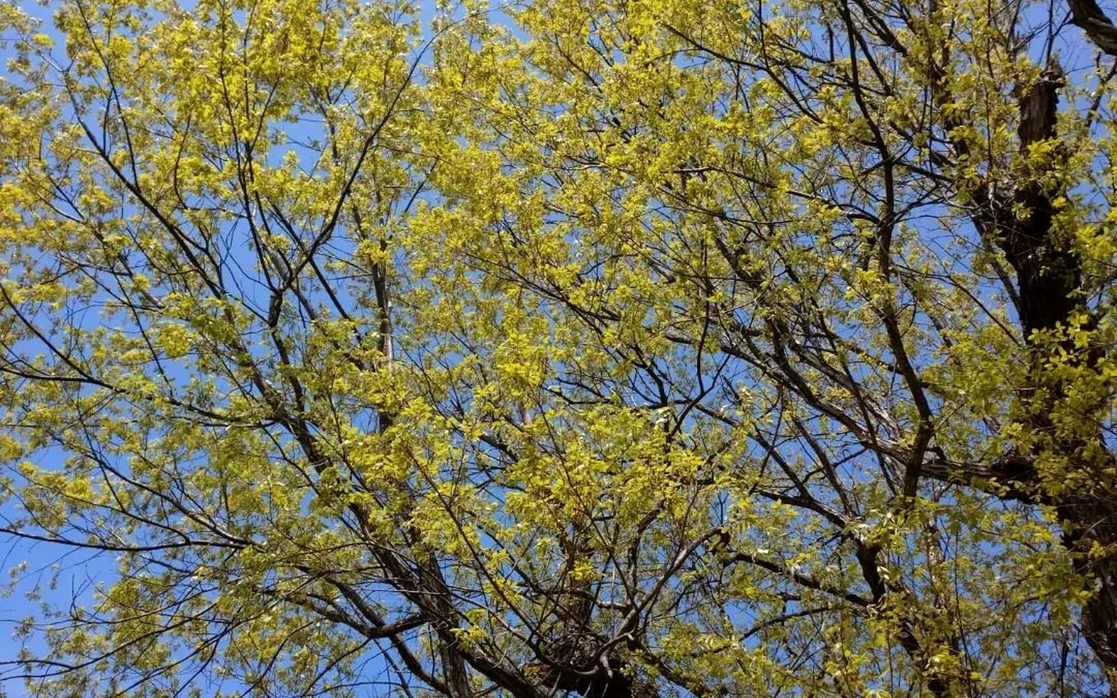 青空に広がる御神木の枝葉