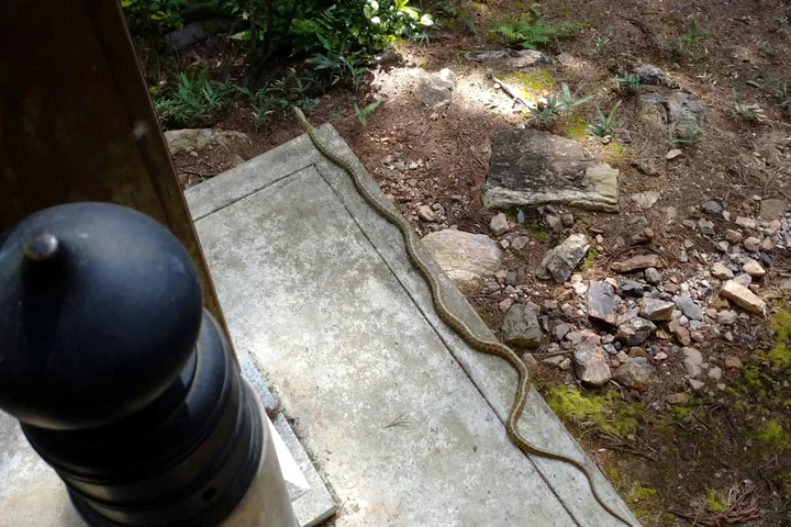 緑に続く静かな参道