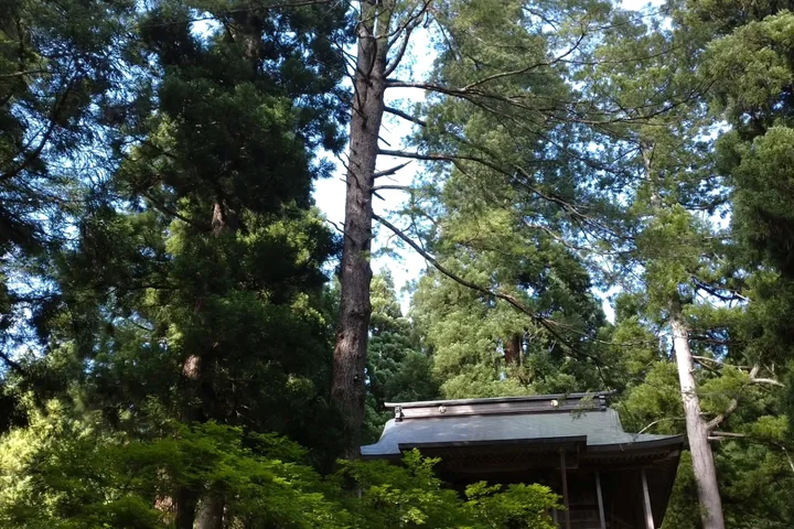 木々に囲まれた神社の風景
