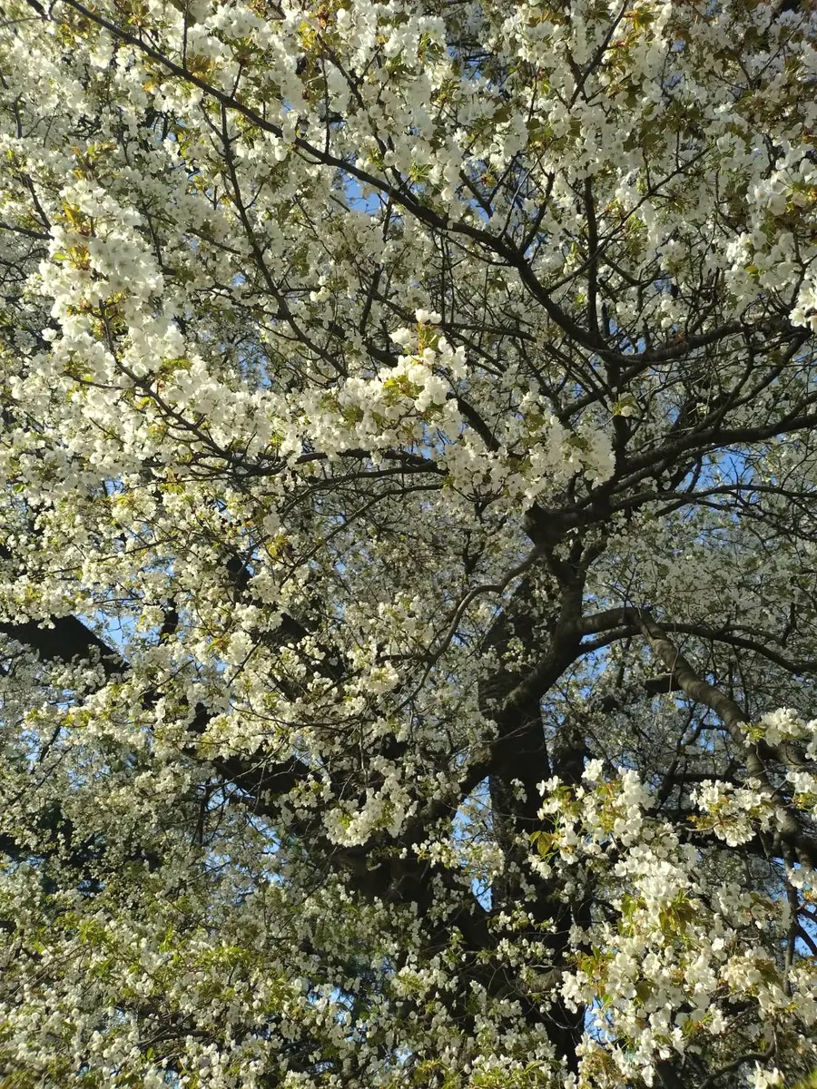 明るく花を咲かせる木の枝