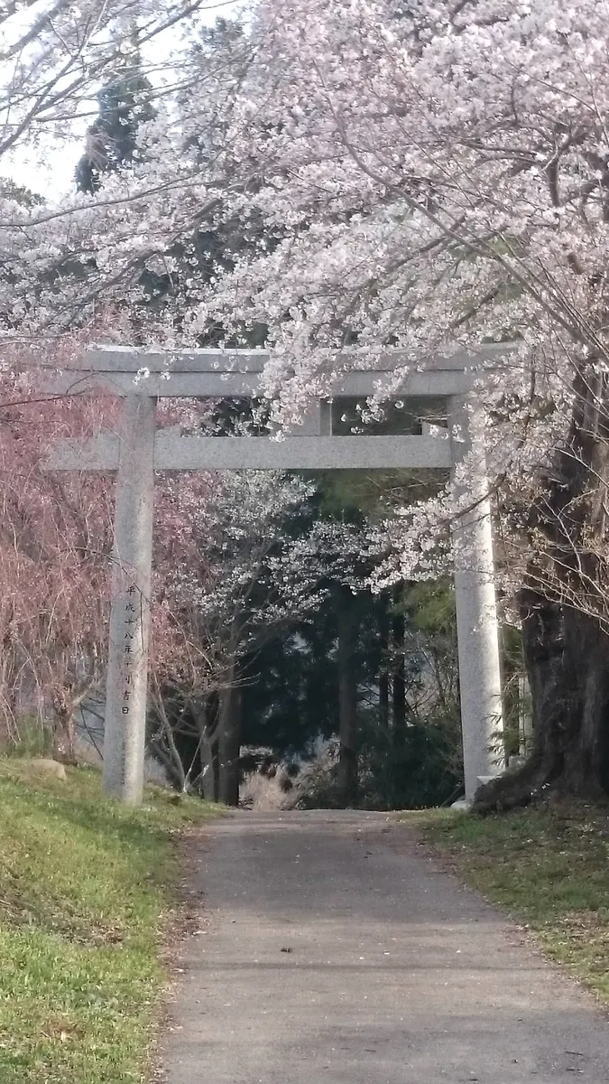 桜のそばに立つ鳥居と参道