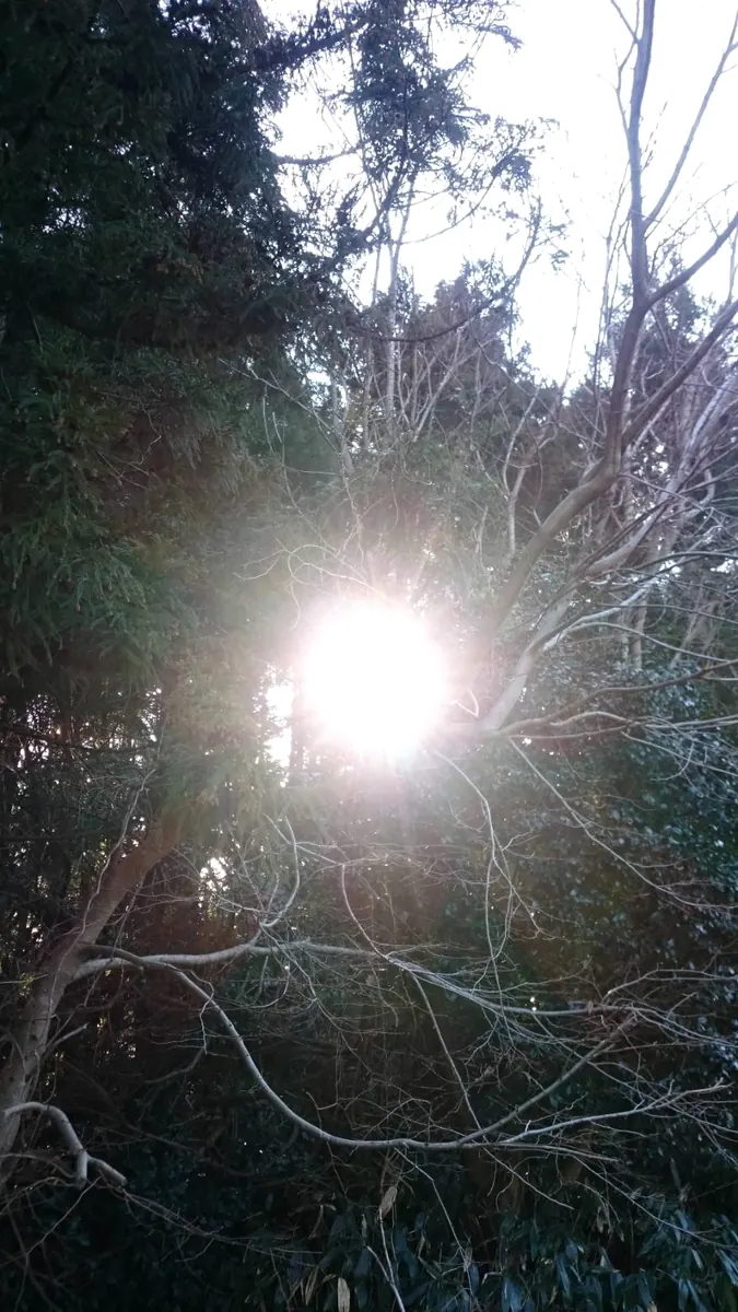 木々の間から光が差し込む風景