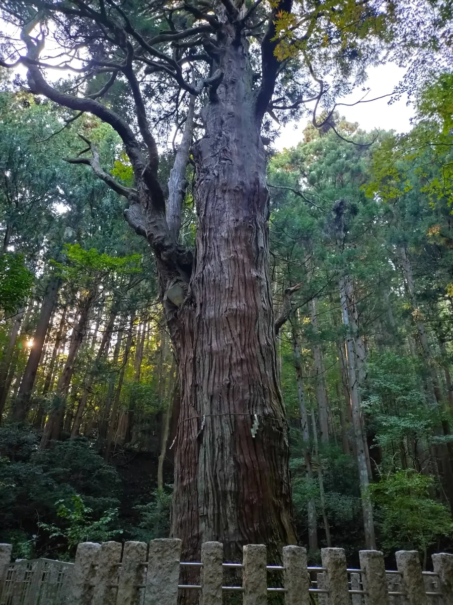 囲いに守られた大きな木