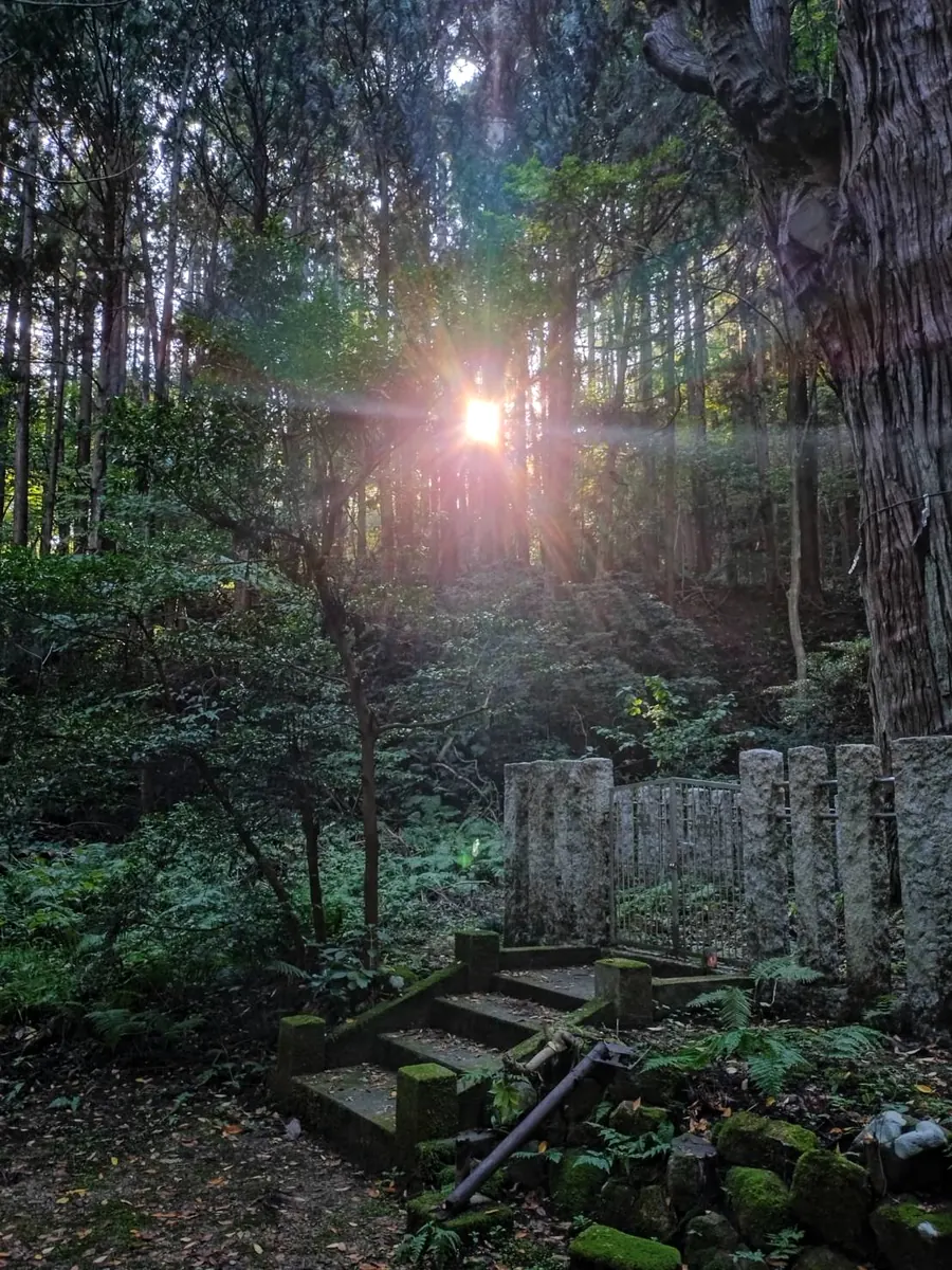 森の中に差し込む光